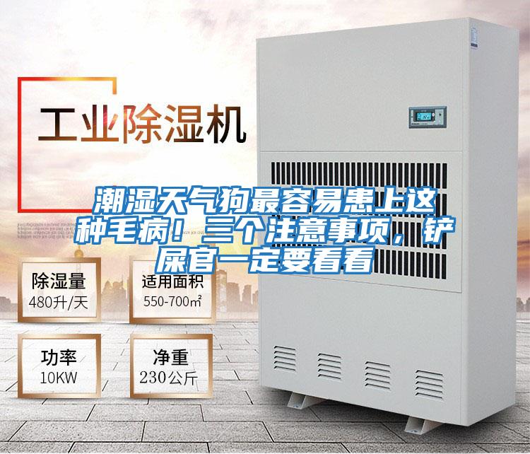 潮濕天氣狗最容易患上這種毛病！三個注意事項(xiàng)，鏟屎官一定要看看
