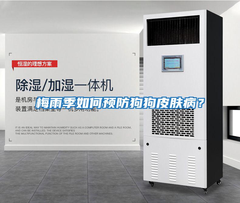 梅雨季如何預防狗狗皮膚病？