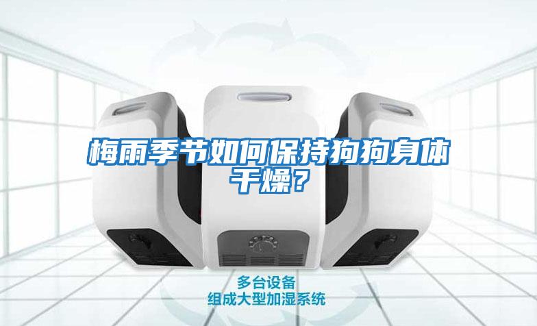 梅雨季節(jié)如何保持狗狗身體干燥？