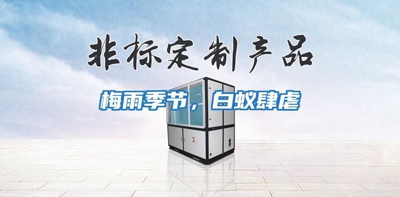 梅雨季節，白蟻肆虐