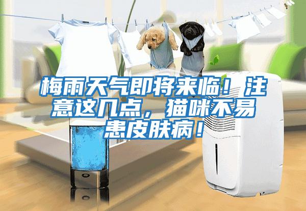 梅雨天氣即將來臨！注意這幾點(diǎn)，貓咪不易患皮膚病！