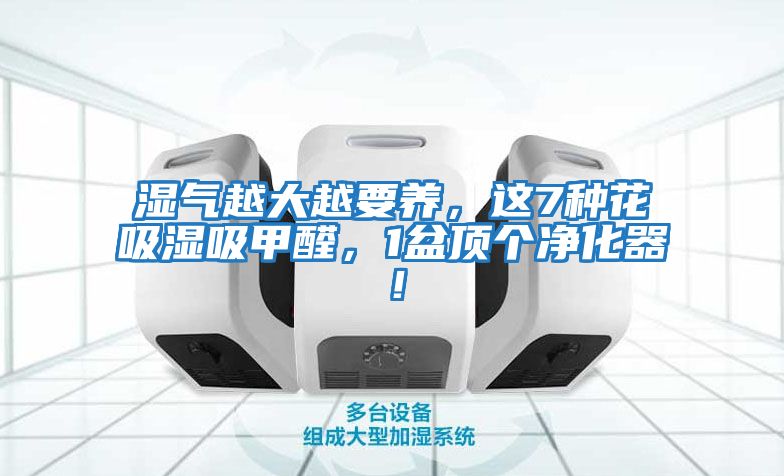 濕氣越大越要養(yǎng)，這7種花吸濕吸甲醛，1盆頂個凈化器！